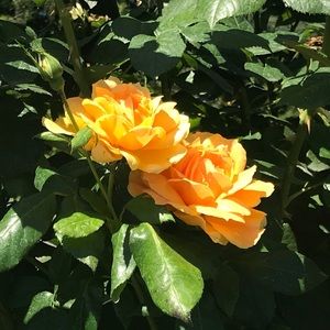 Meet your Posher, Eva